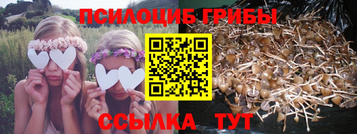 Псилоцибиновые грибы Psilocybine cubensis Раменское